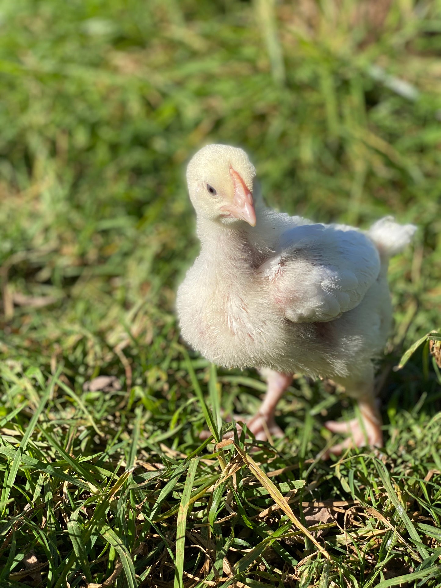 Pasture Chicken Stock Packs 1.2kg