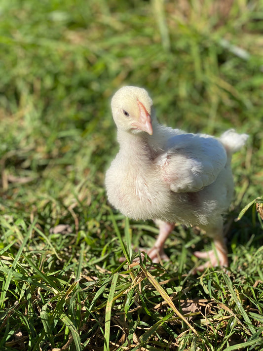 Pasture Raised Whole Chicken Box | Ethical & Regenerative