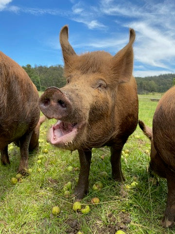 PORK WAITLIST