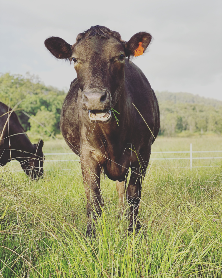 Grass Fed, Grass Finished Beef Bone Stock Pack 1kg