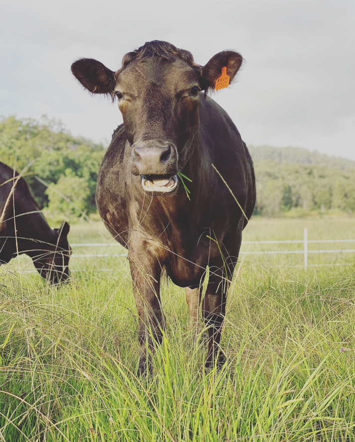 Grass-Fed & Finished Angus Whole Cow