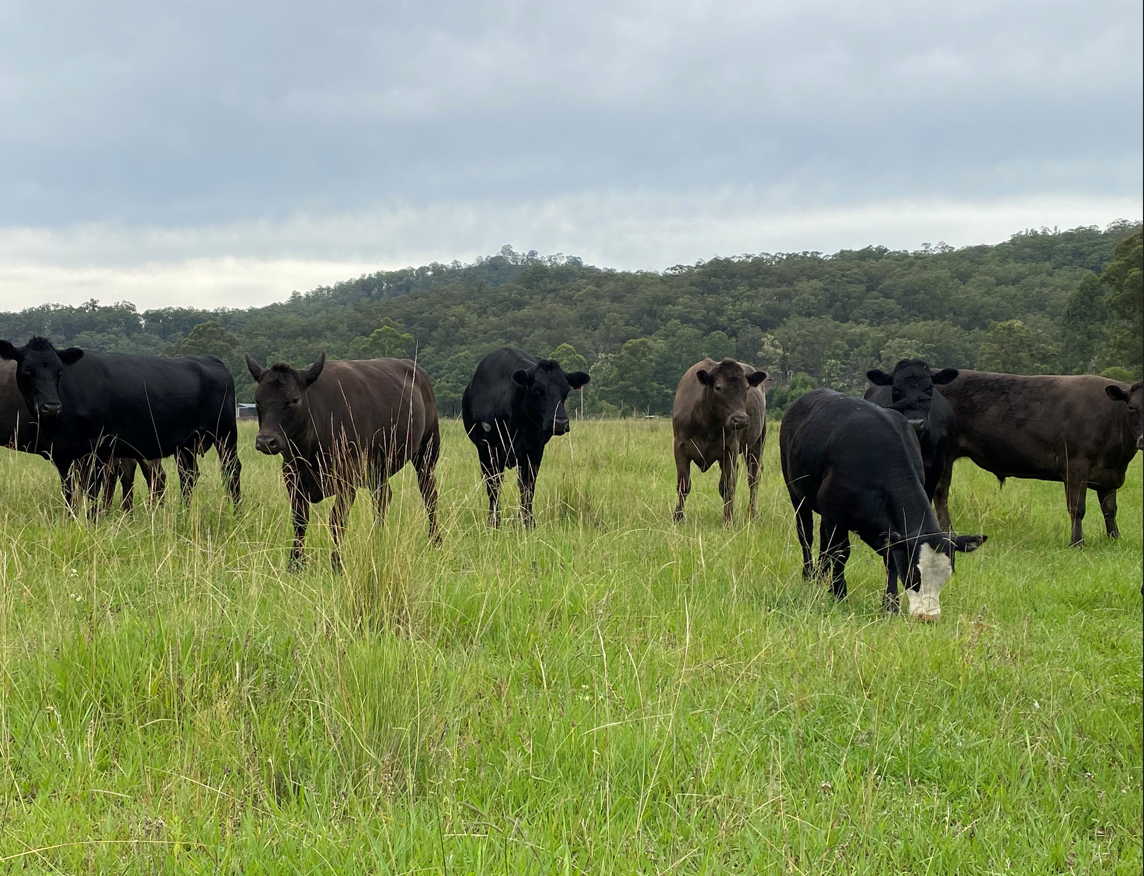 BEEF WAITLIST
