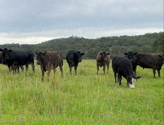 BEEF WAITLIST