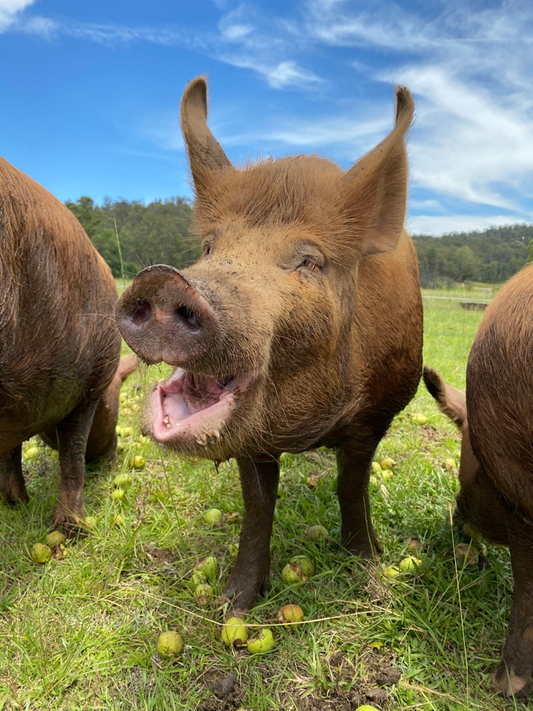 Pasture Raised Pork Trotter